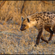 Illustration for article titled Wednesday Hyena - Crocuta crocuta Edition